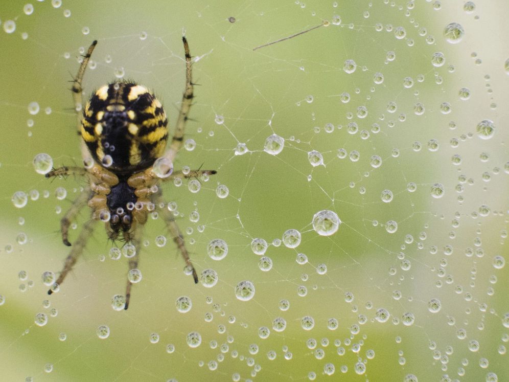 Foto: Una araña posada sobre una telaraña cubierta de rocío