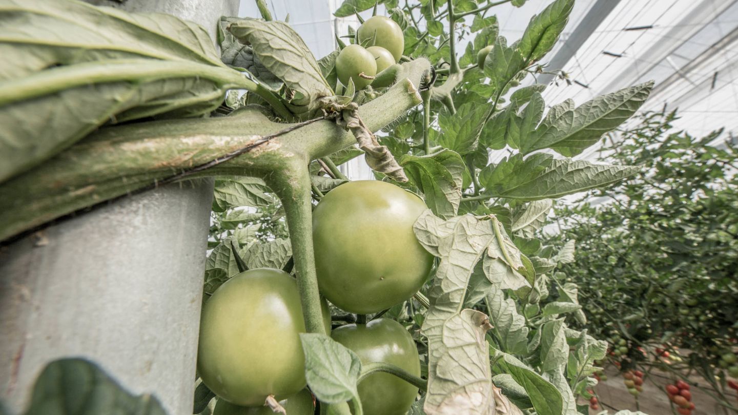 Los tomates de invernadero de Almería son los más valorados de Europa. (D.B.)