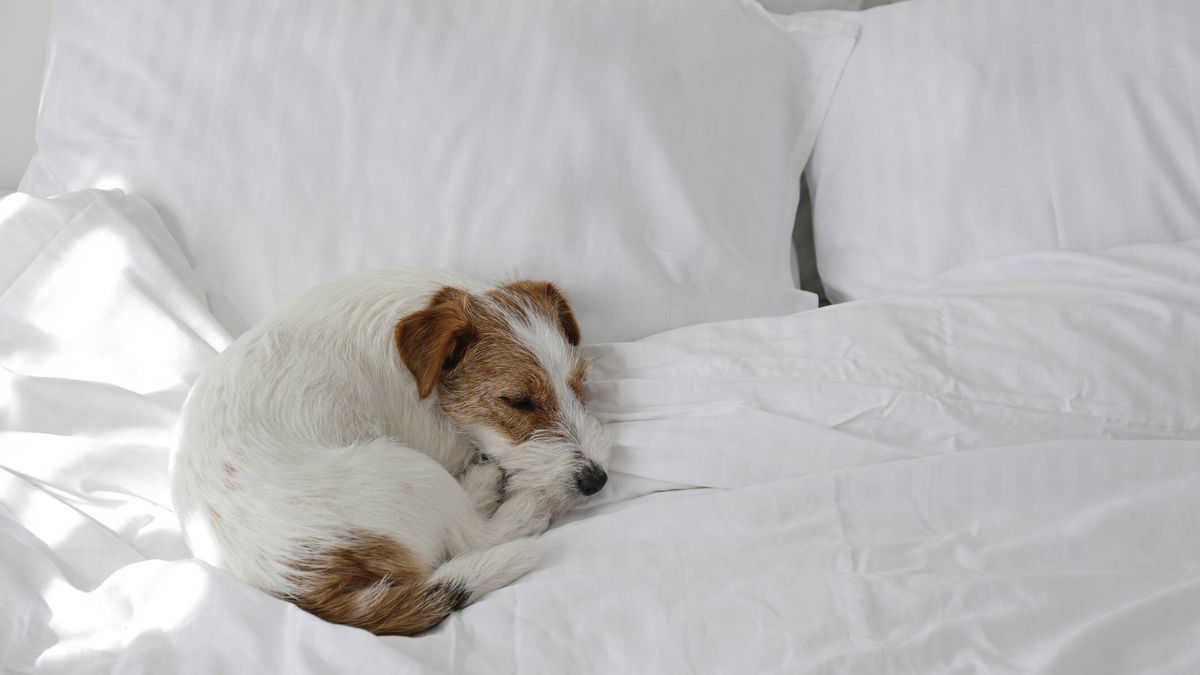 Por qué tu perro hace un cero sobre sí mismo cada vez que quiere dormir