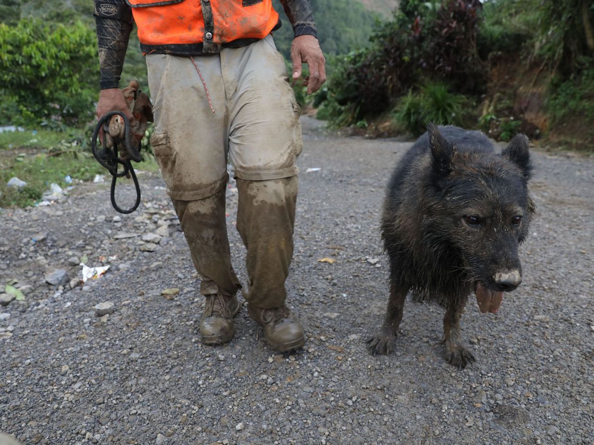 Foto: El perro pudo ser rescatado del pozo (EFE/Esteban Biba)
