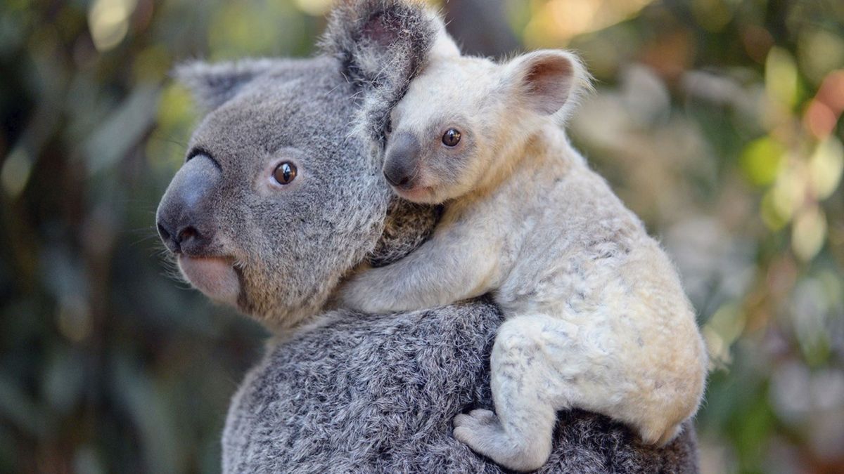 Los koalas están "funcionalmente extintos": por qué solo quedan 80.000 ejemplares