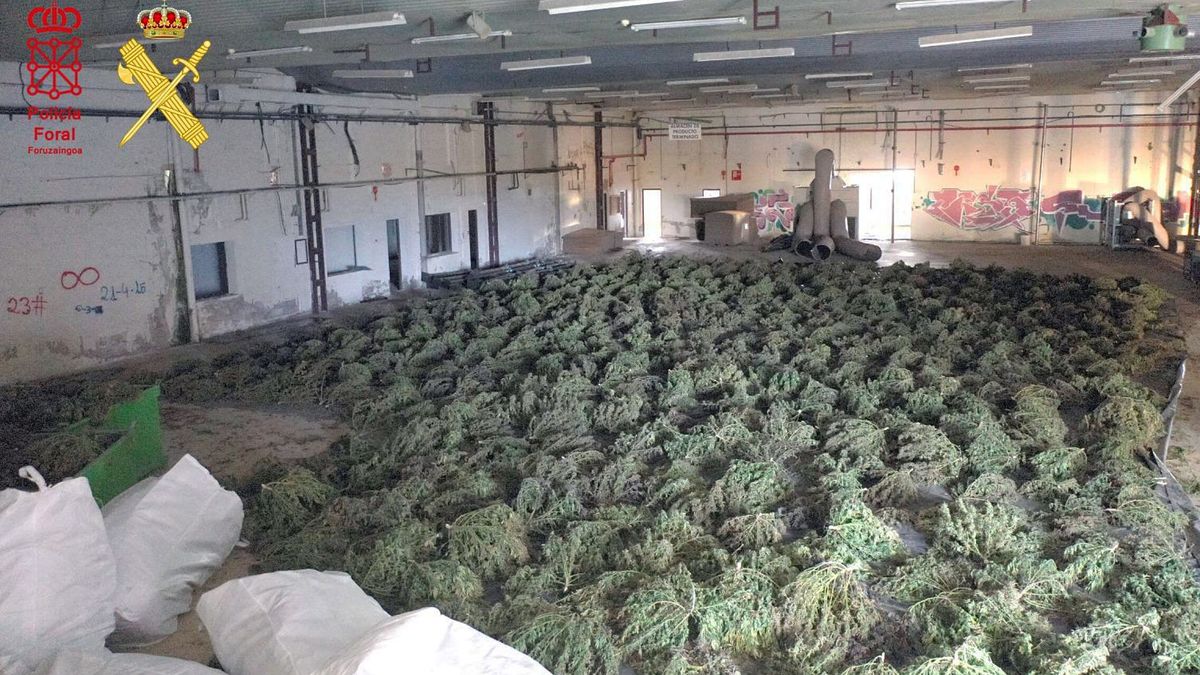Intervienen más de 800 plantas de marihuana en un invernadero de Granada