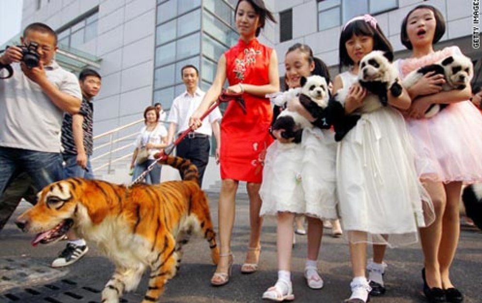 Foto: La última locura china: mascotas ‘tuneadas’ para que parezcan animales salvajes