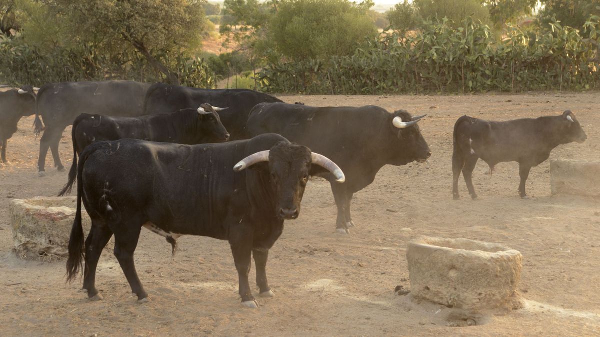La Fiscalía investiga como posible delito de maltrato animal el espectáculo taurino de Barbastro (Huesca)