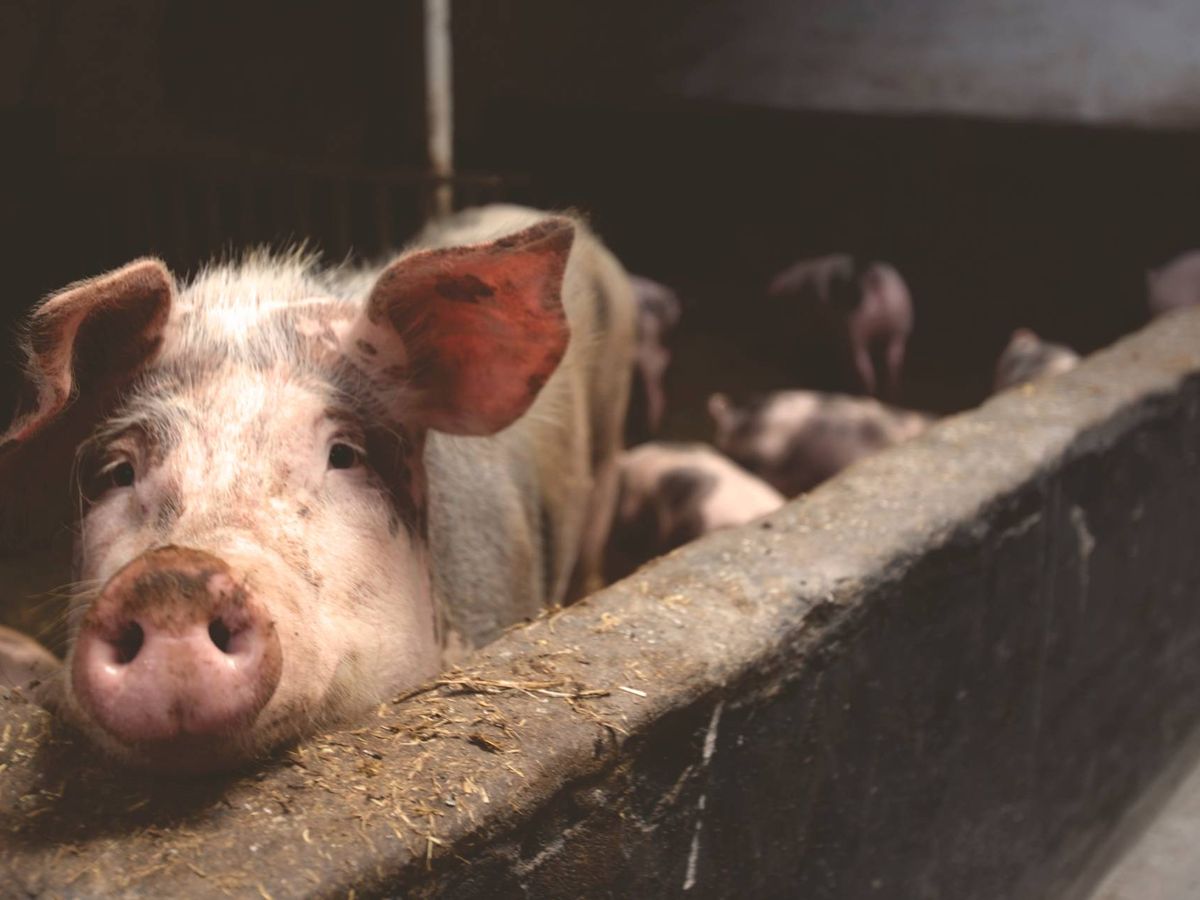 Foto: Un cerdo en una granja. (Pexels)