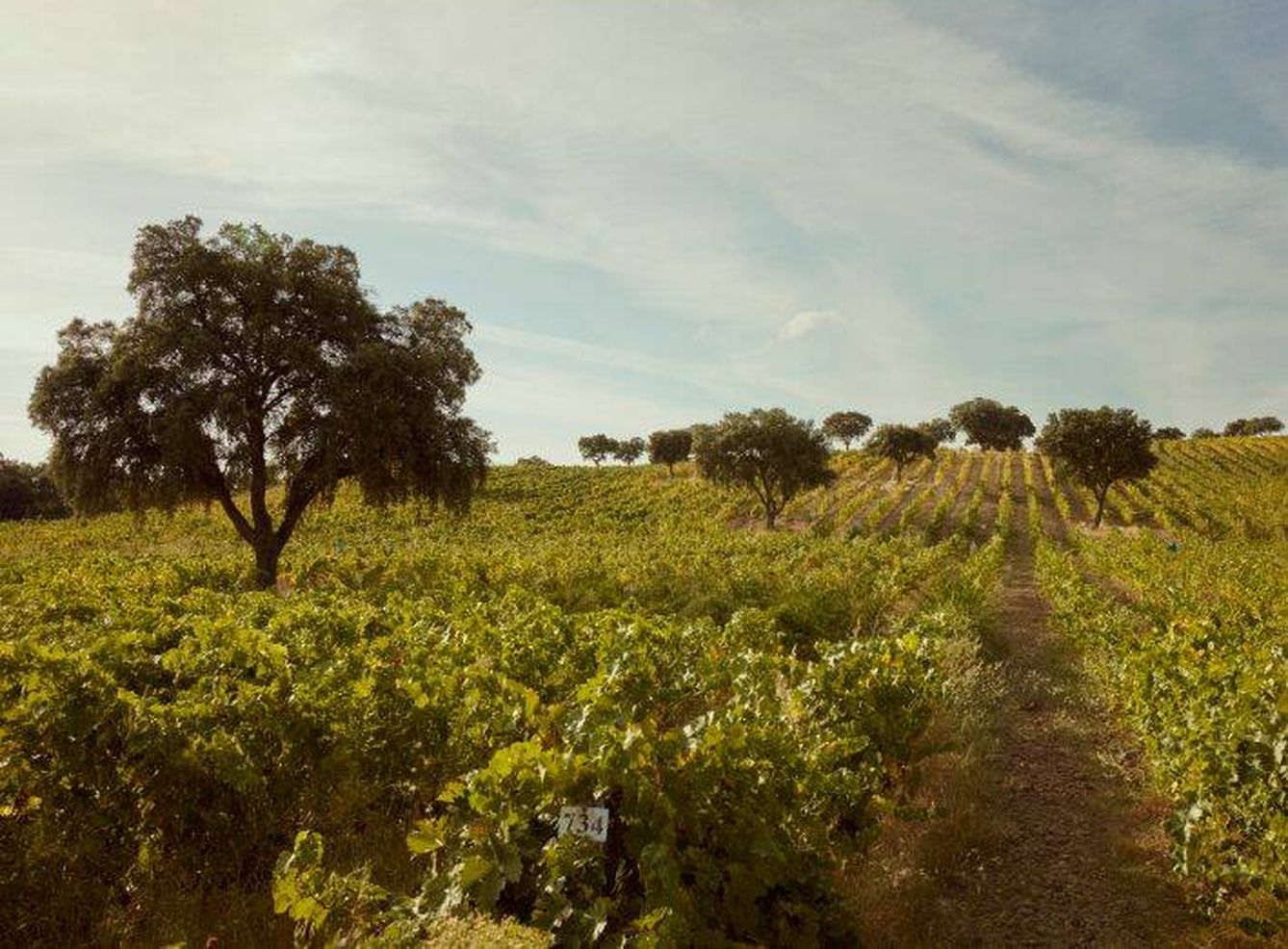 Colomo plantó los primeros viñedos a comienzos de los 90 en un coto del municipio madrileño de Villamanta. (F. C.)