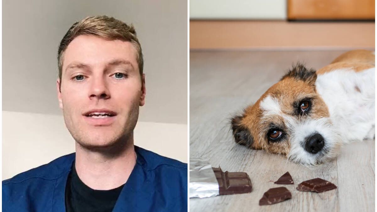 Soy veterinario y esta es la razón por la que los perros no pueden comer chocolate (y qué hacer si ocurre)