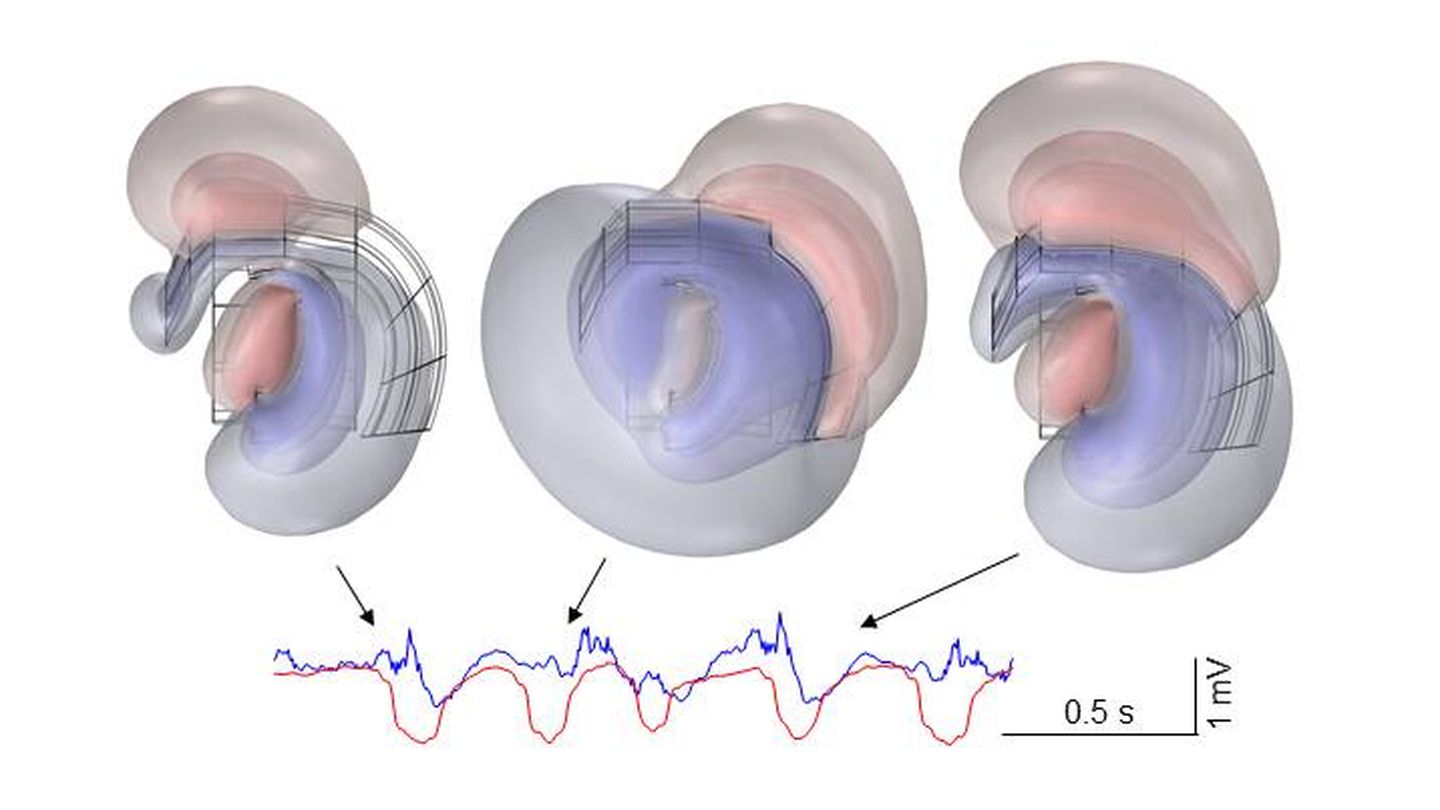 Reconstrucción de instantáneas de los potenciales cerebrales en 3D mediante una simulación avanzada por ordenador en un roedor. (Óscar Herreras)