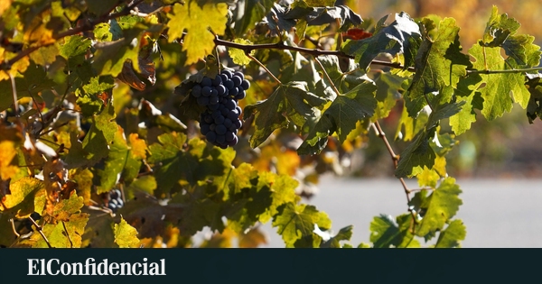 La Ruta del Vino Condado de Huelva ya forma parte de Rutas del Vino de España
