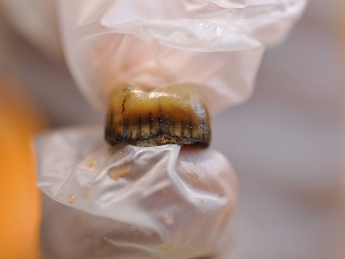 Foto: Detalle del diente neandertal recuperado en la Cova Simanya./ Fotografía facilitada pfor Juan I. Morales-IPHES-CERCA. EFE