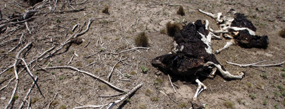 Foto: Argentina se declara en "emergencia agropecuaria" por una severa sequía