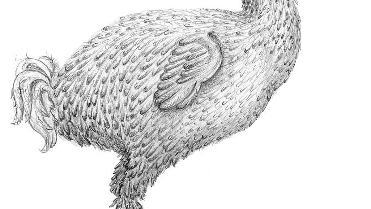Científicos responden a un enigma histórico: ¿De qué color era realmente el dodo?
