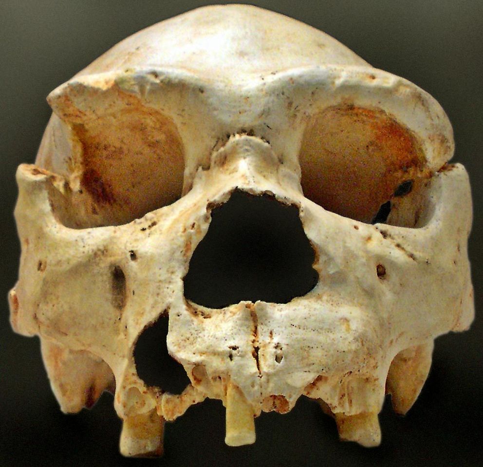 Uno de los restos de homo heidelbergensis encontrados en Atapuerca. (CC) 
