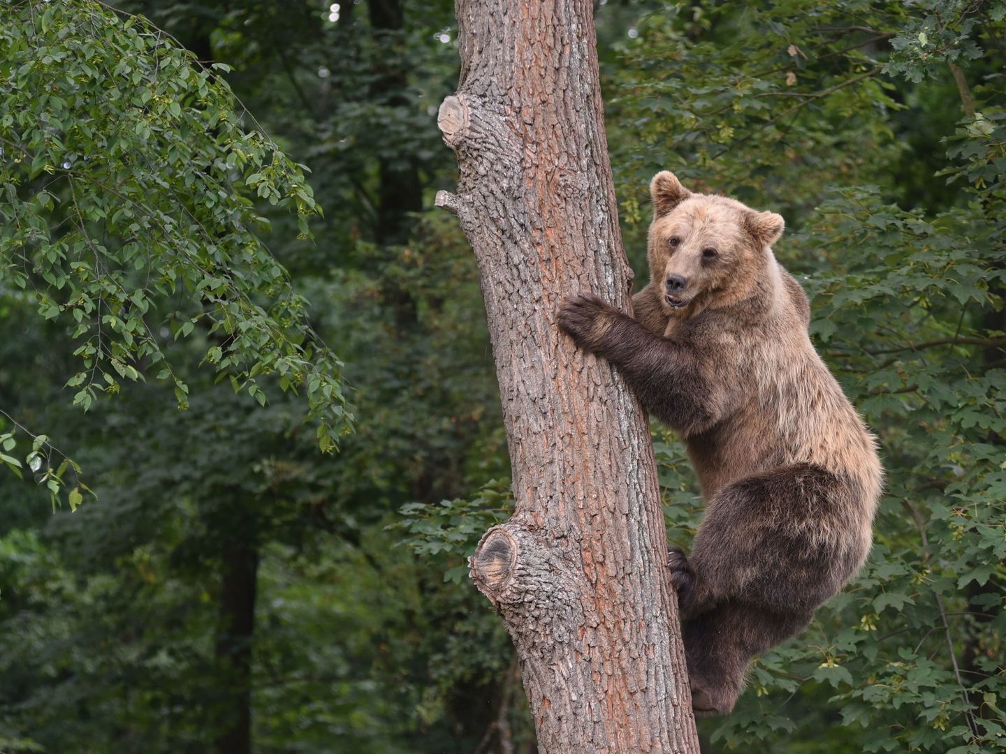 Los osos pardos, en peligro (EFE/Mykola Tys)