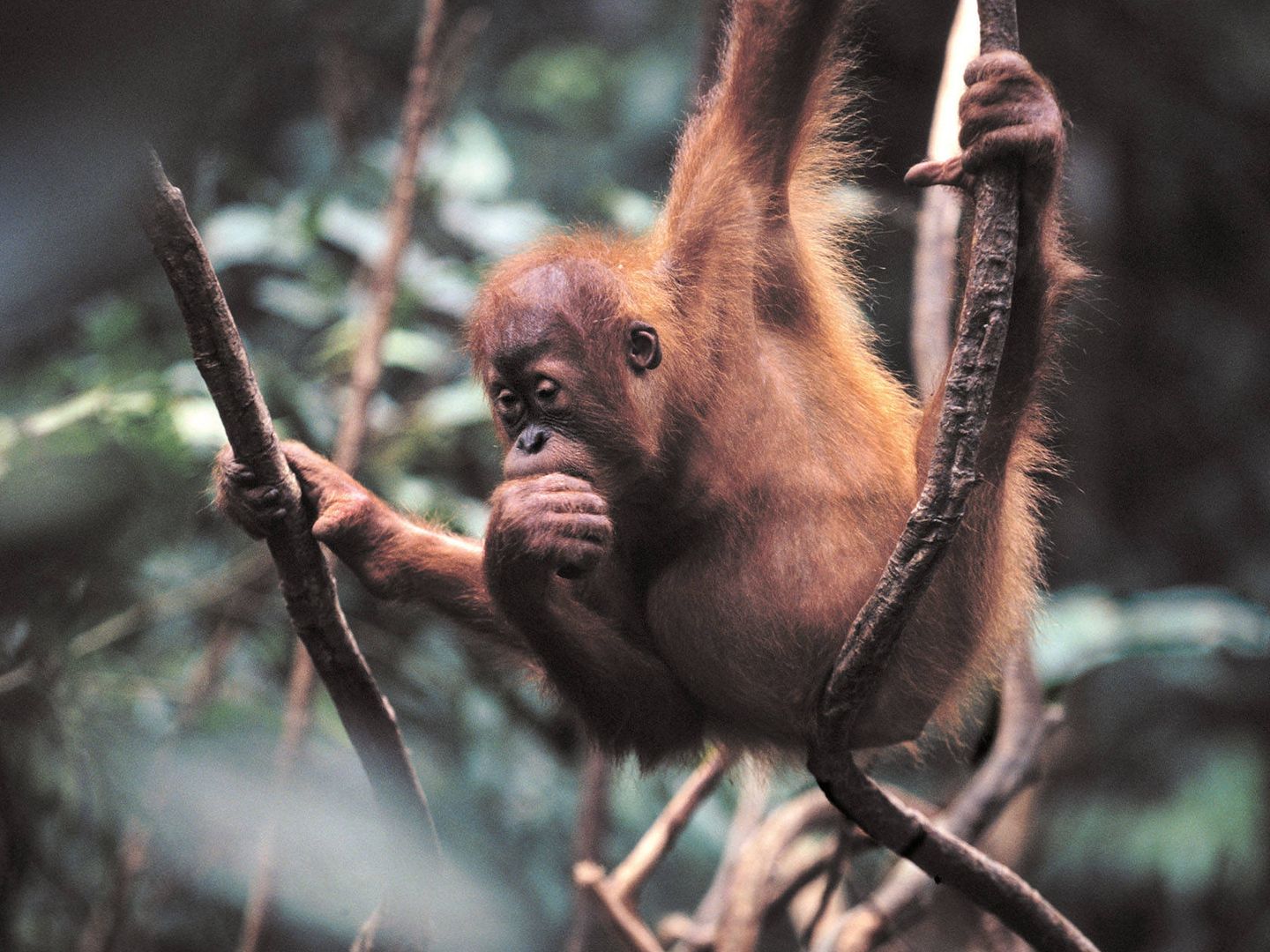 Cría de orangutan. (Andoni Canela)