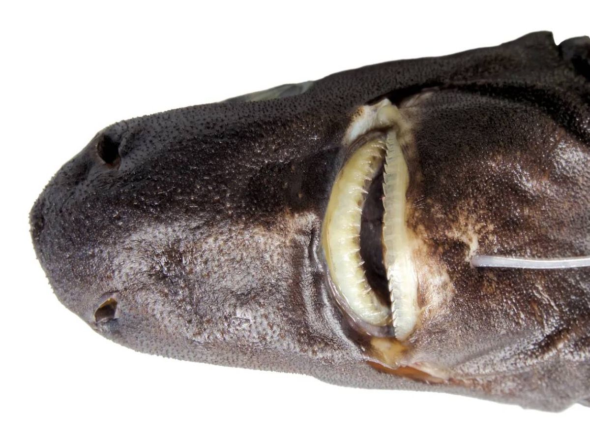 Nova espécie de tubarão com focinho bulboso é identificada no Oceano Índico