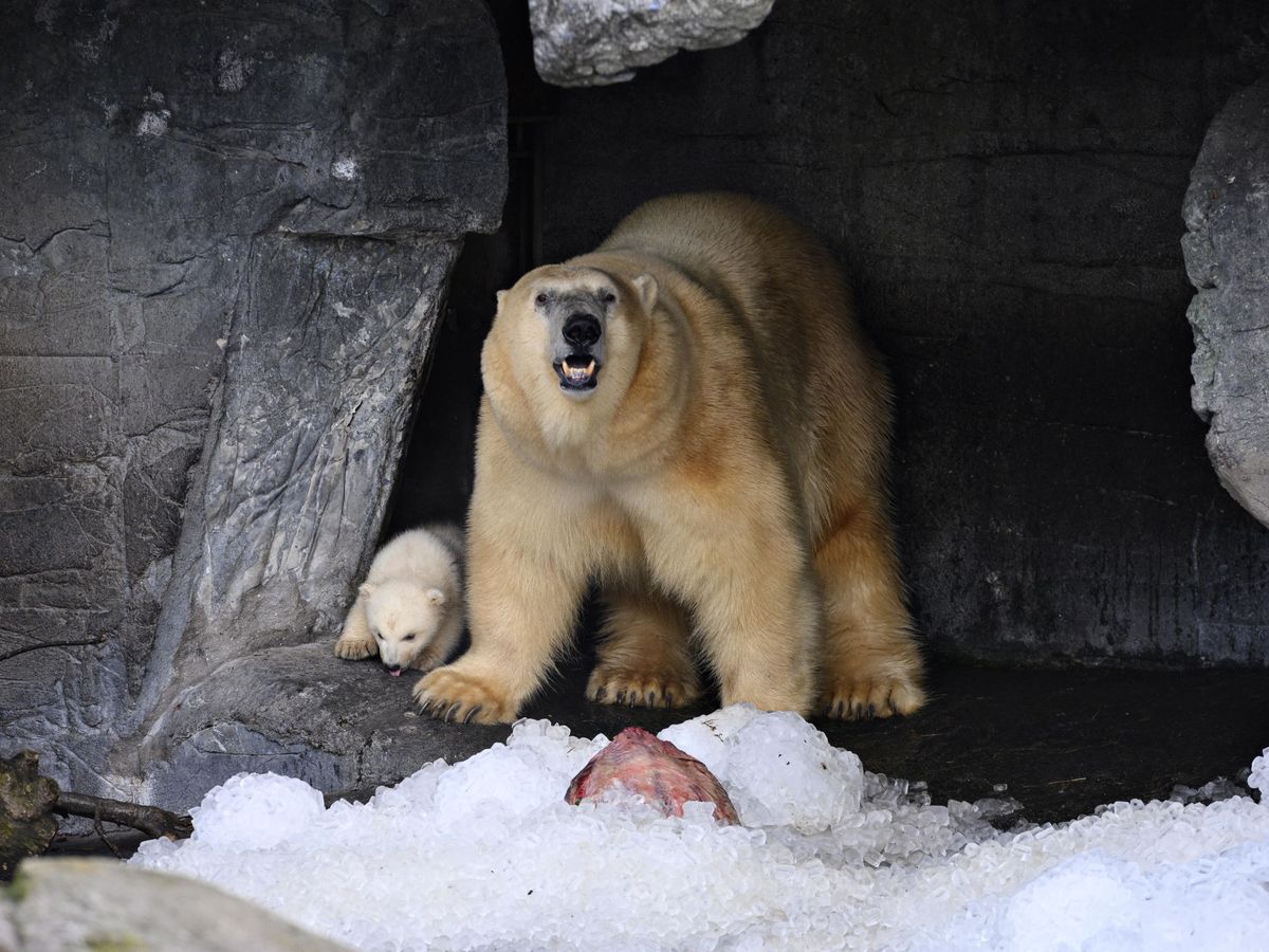 Foto: Encontrarse con un oso polar no es lo mejor durante unas vacaciones (EFE EPA/Philip Davali)