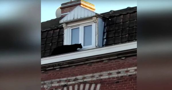 Foto: La pantera paseó arriba y abajo por la fachada del edificio durante más de una hora (Foto: YouTube)