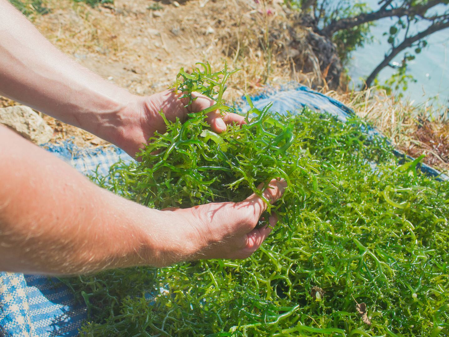 La OMS considera las algas el alimento del futuro por su alto contenido en proteínas. (iStock)