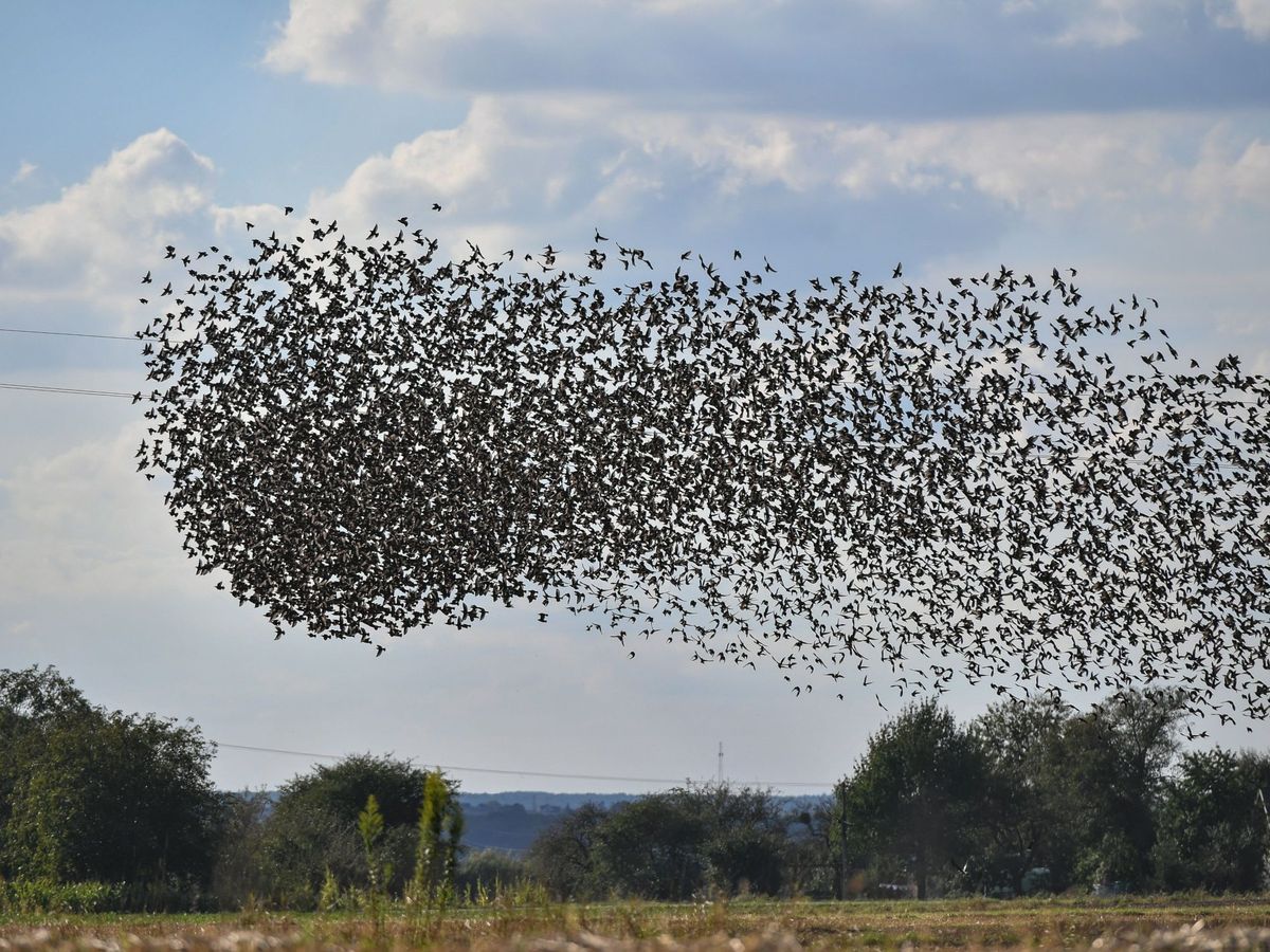 Foto: Aves migratorias. Foto: EFE Wojtek Jargilo