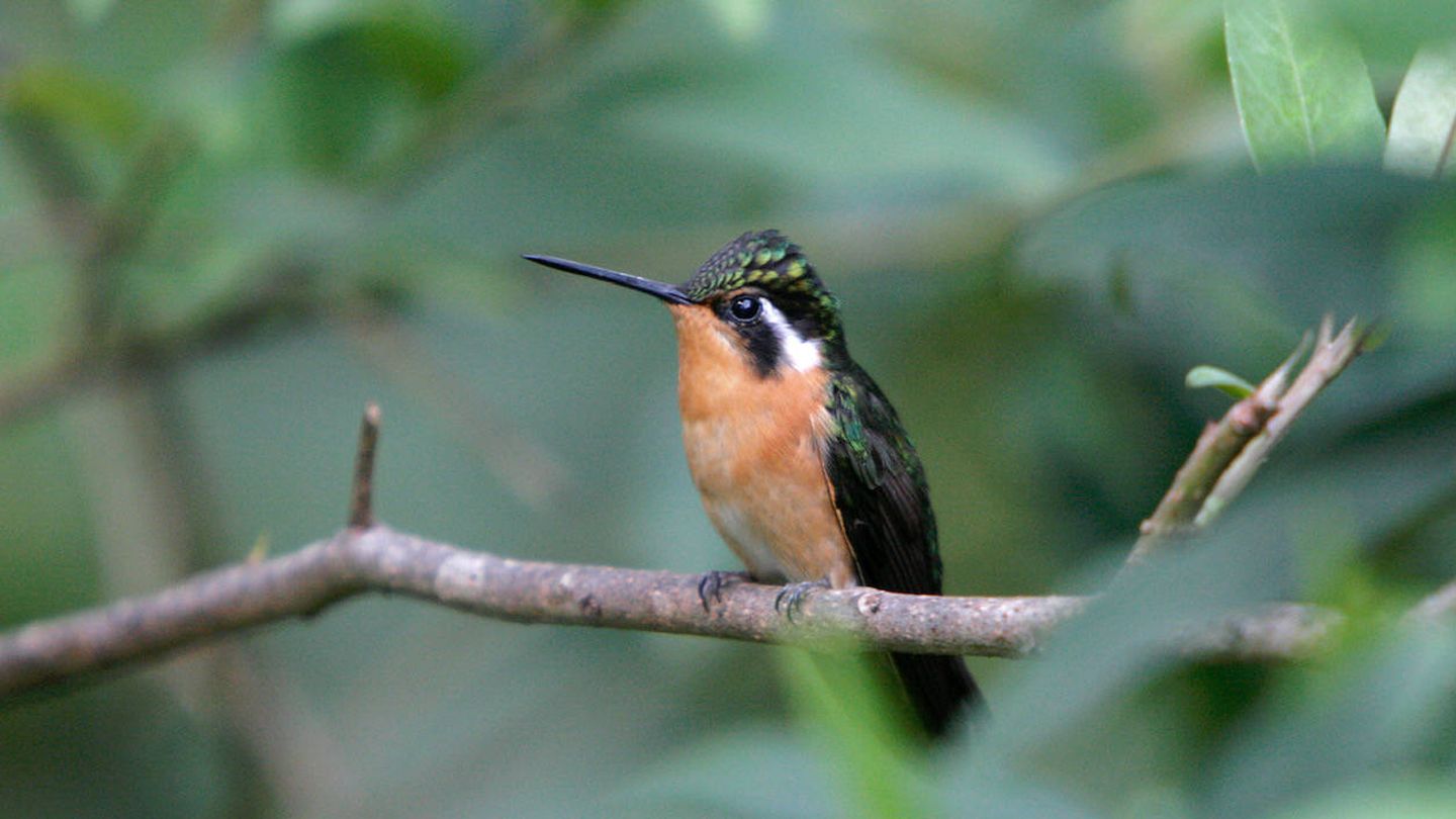 Los colibríes pueden ingerir su propio peso en néctar cada día. (Andoni Canela)