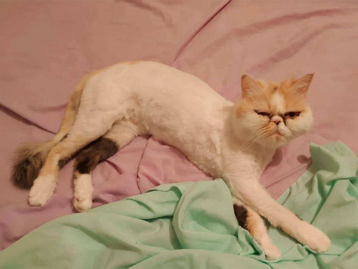 Foto: Una gata de Córdoba sobrevive a 46 minutos de lavado y centrifugado (Cordópolis)