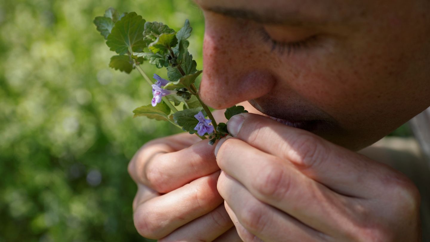 Hayden Stebbins, etnobotánico, huele un ramito de hiedra silvestre (Reuters)