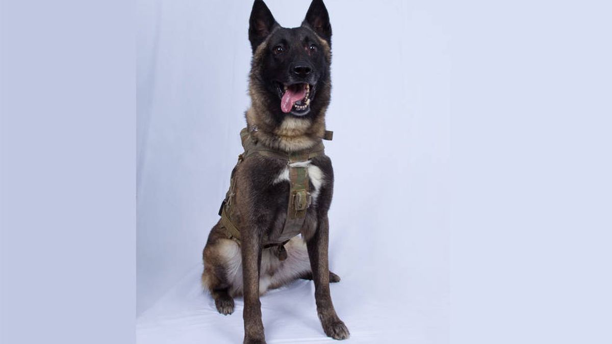 Este es el perro que ayudó a capturar a Abu Bakr Al Baghdadi, el líder del ISIS           