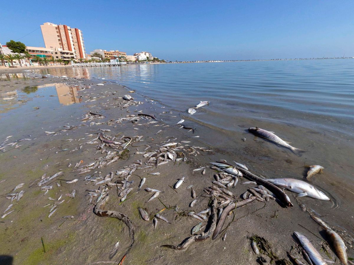 Foto: Miles de peces muertos en una playa del Mar Menor. (EFE)