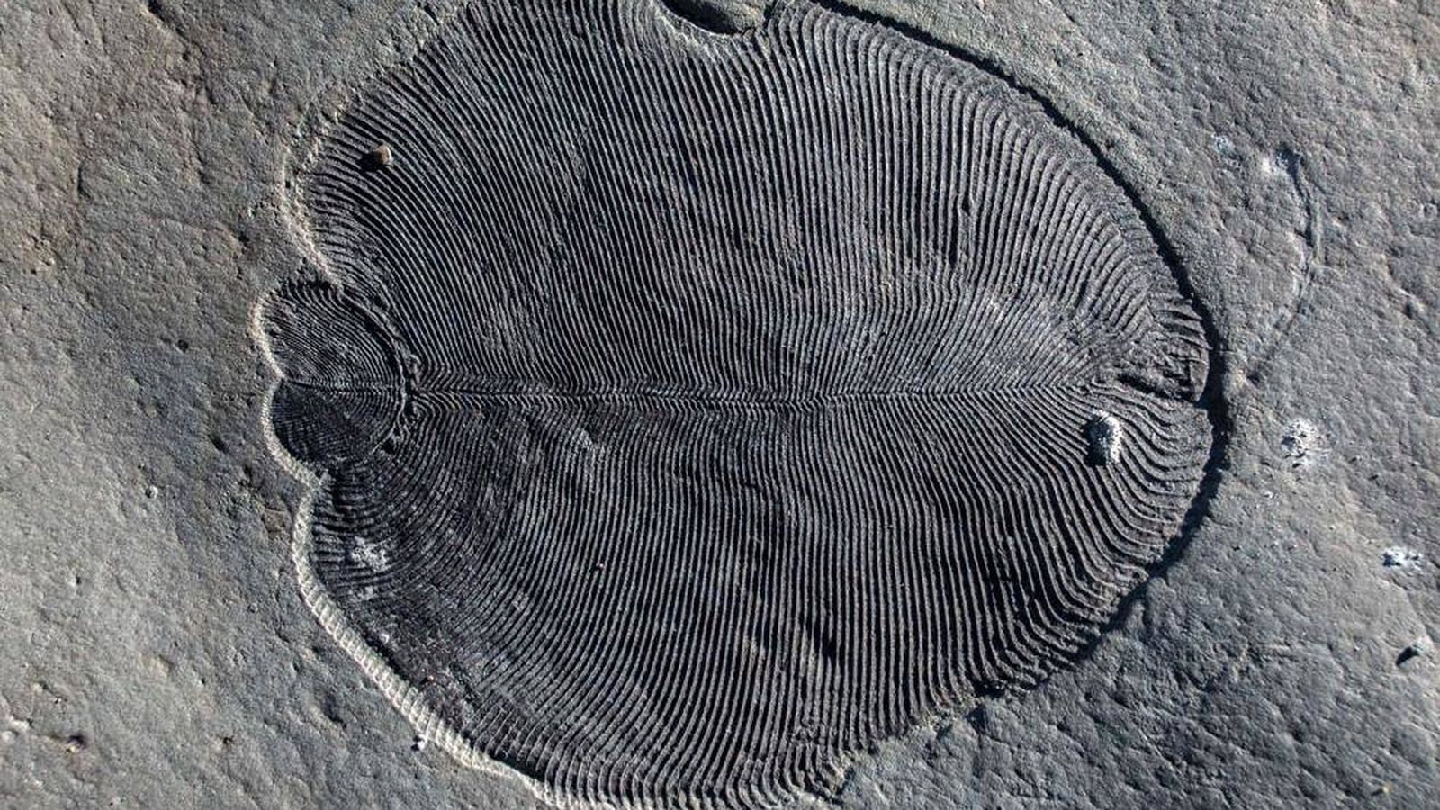 Foto: Fósil de Dickinsonia encontrado en el Mar Blanco de Rusia (Ilya Bobrovskiy/Australian National University)