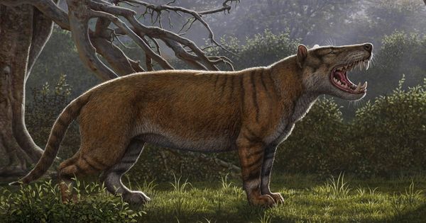 Foto: Reconstrucción facilitada por el Museo Nacional de Nairobi, de una nueva especie de mamífero gigante que pobló la Tierra hace unos 22 millones de años. (EFE)