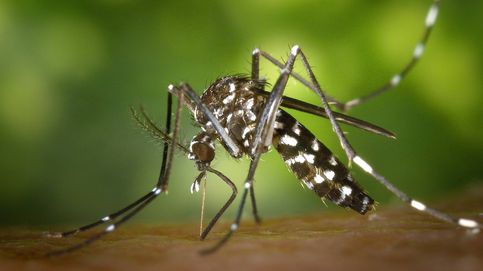 La ciencia ya sabe cómo nos encuentran los mosquitos para picarnos