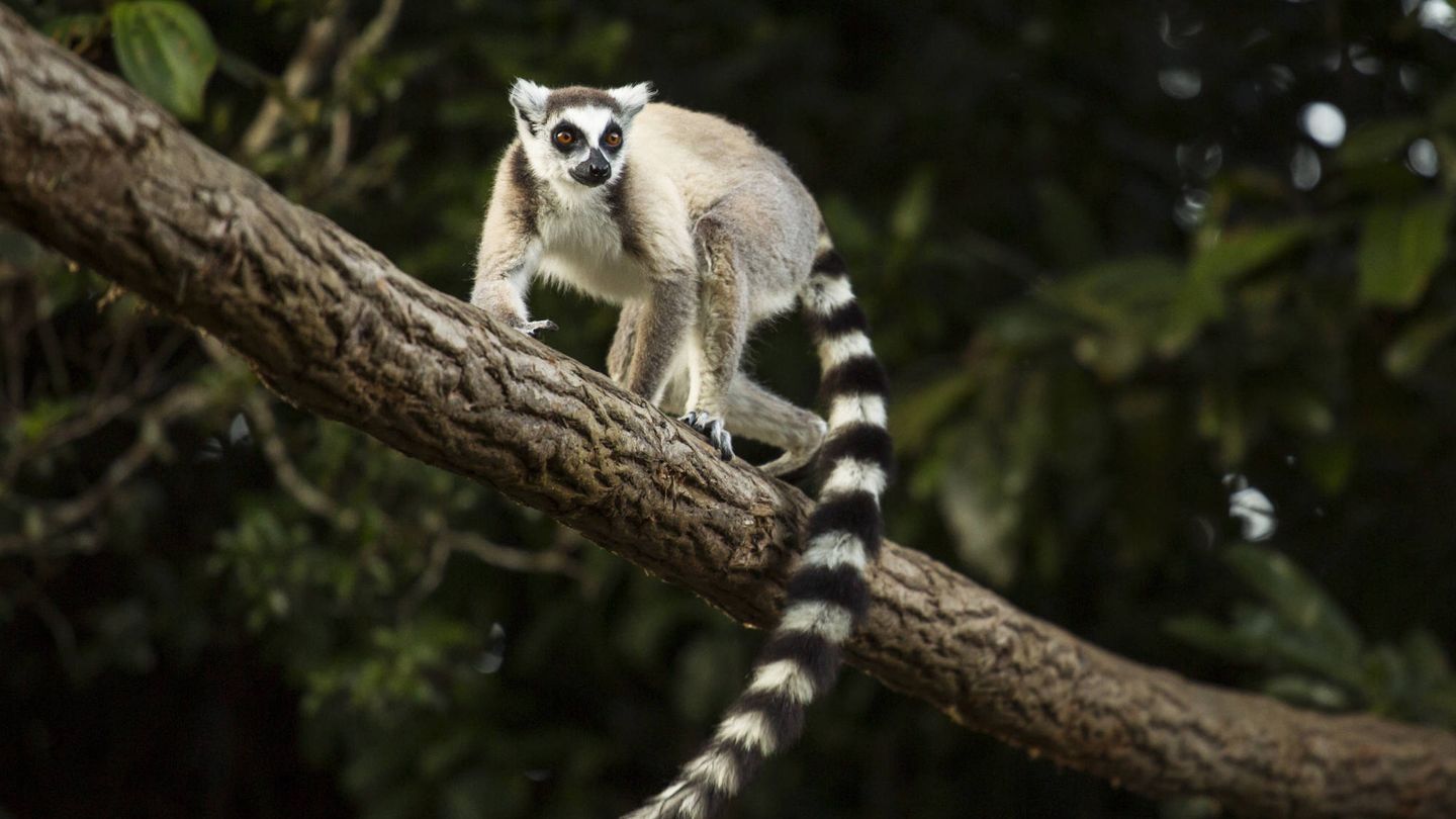Lemur. (Shutterstock)