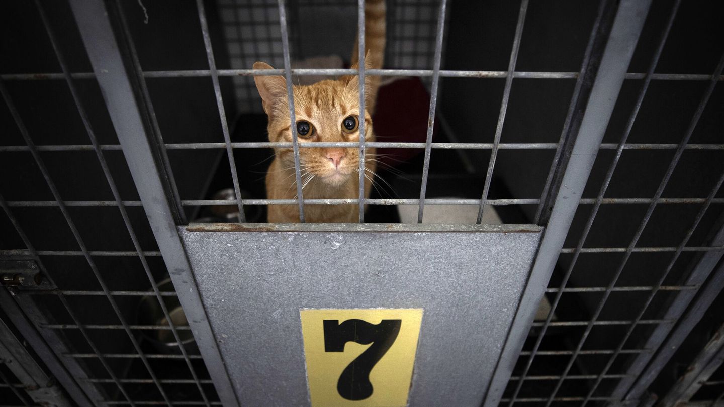 Un gato abandonado aguarda su destino en un centro de acogida (EFE/Cabalar) 