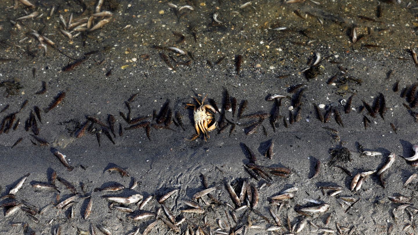 La contaminación por nitratos procedentes de la agricultura ha tenido un gran impacto en el Mar Menor. (Reuters/Eva Manez)