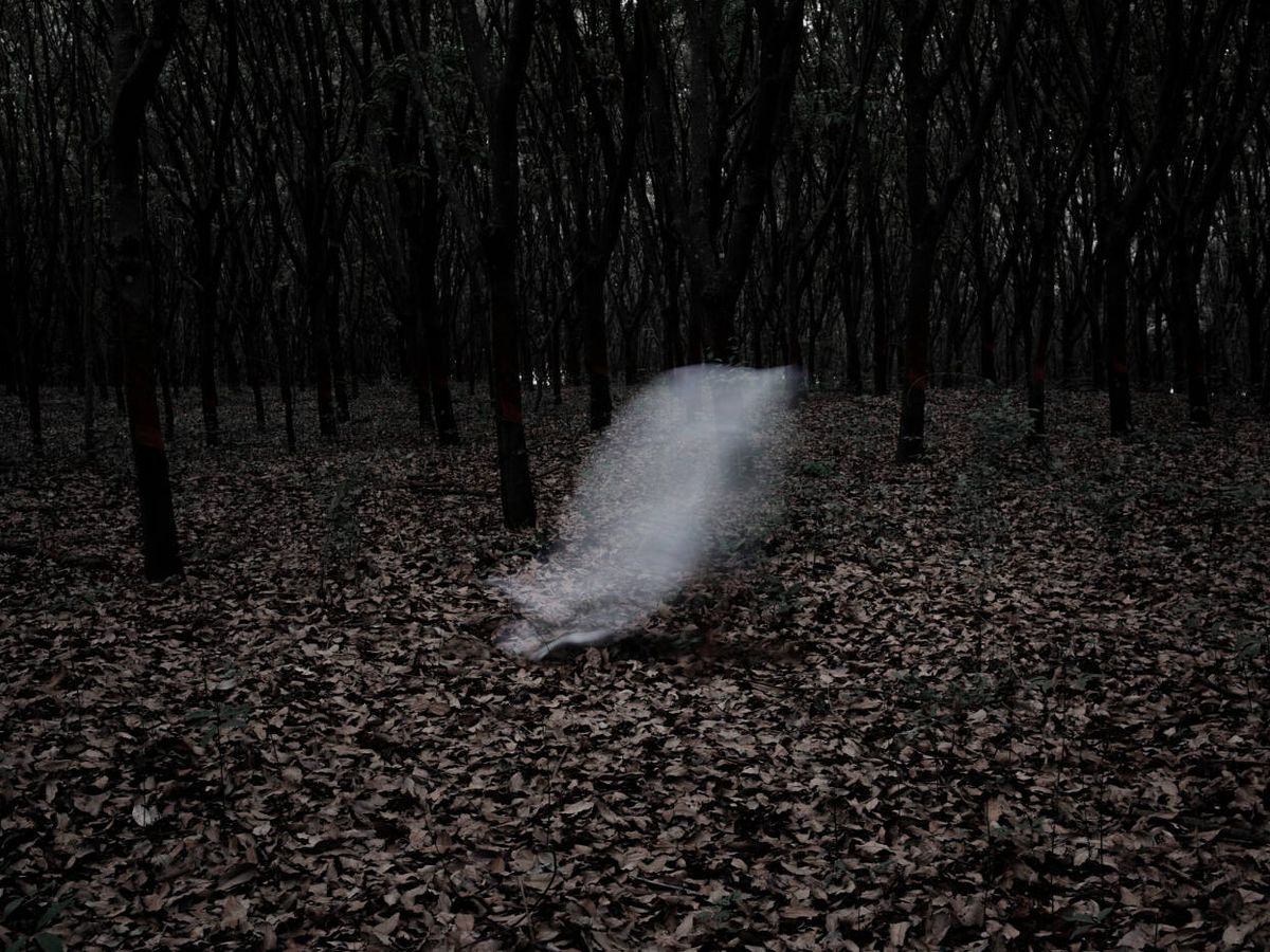 Foto: Ver fantasmas en un bosque es un clásico digno de una película de terror (rawpixel.com para Freepik)