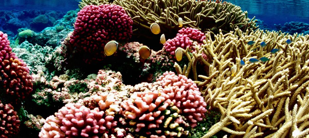 Un zaragozano revela la vida interior del coral mediante rayos X