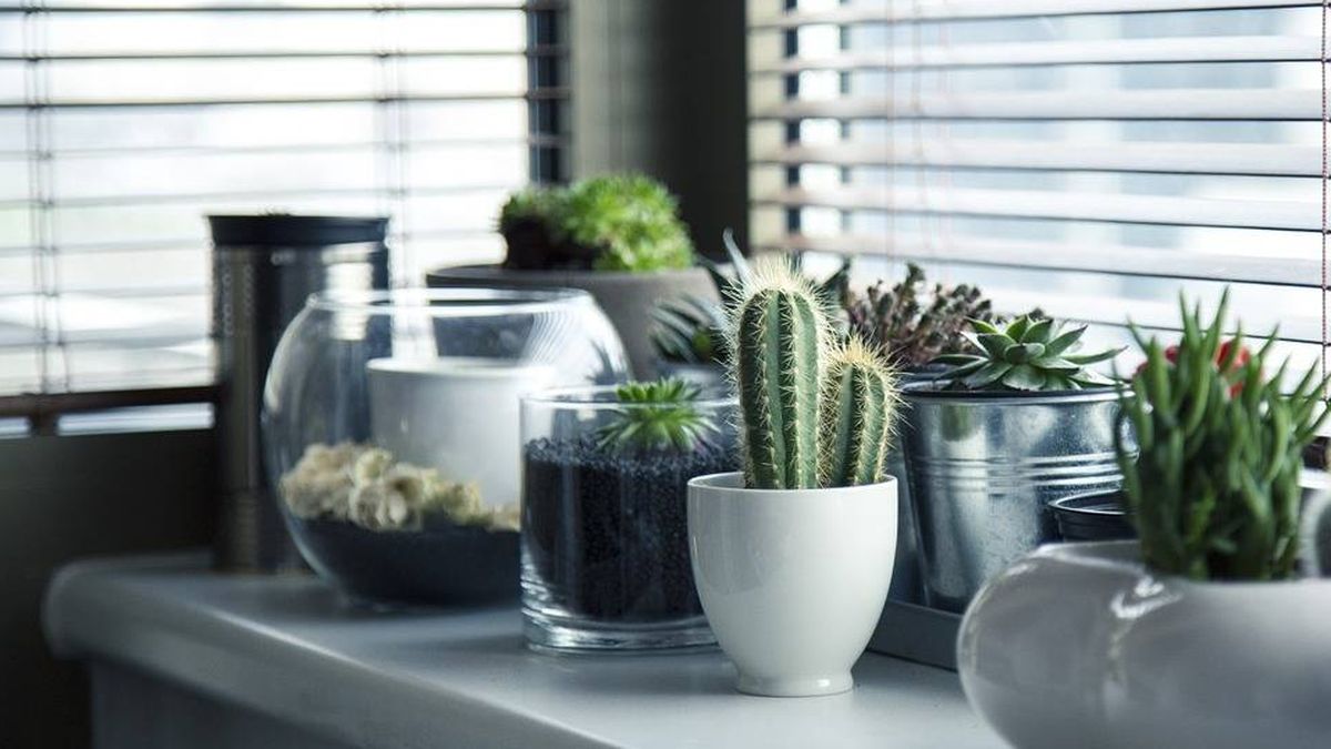 Las plantas no mejoran la calidad del aire de tu casa, según la ciencia