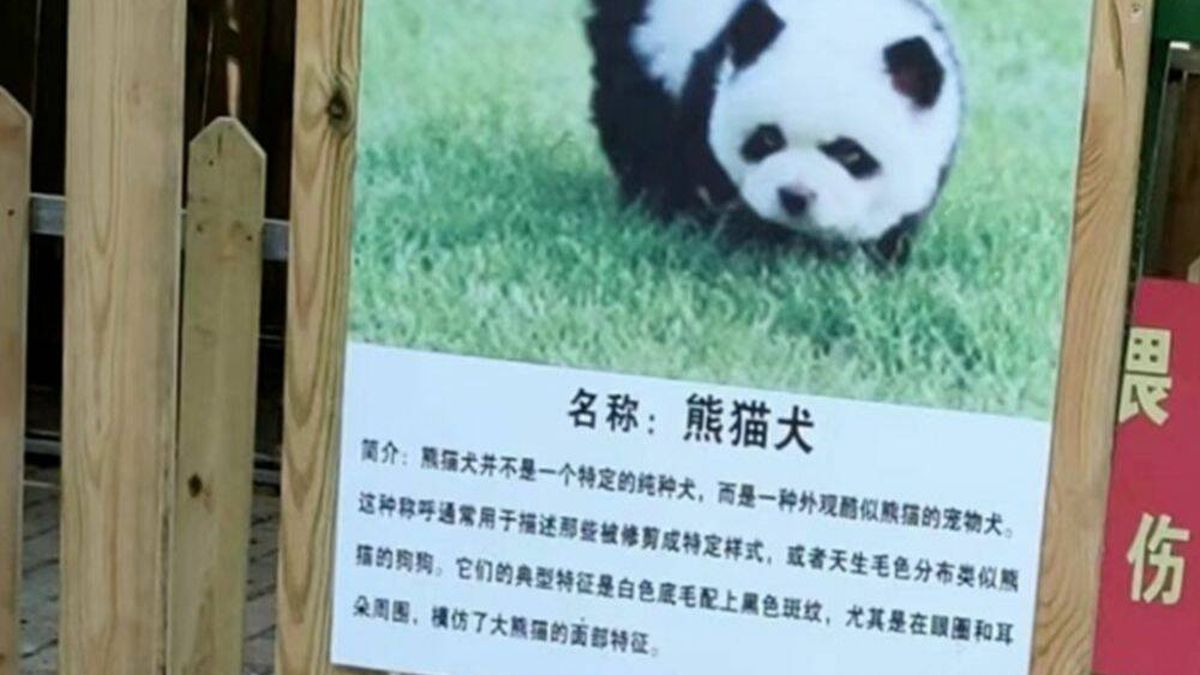 Los polémicos "perros panda" de un zoo de China: tiñen de blanco y negro a dos chow chow