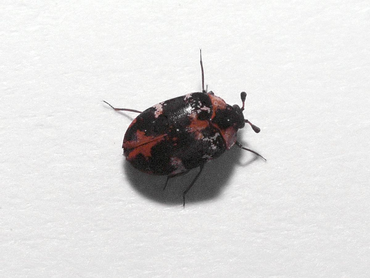 Foto: Escarabajo de la alfombra: consejos y trucos para evitar una plaga (Wikimedia/Kurt Kulac)