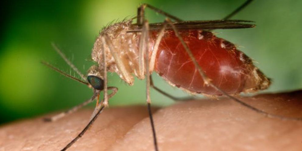 Foto: El virus del Nilo dispara la alarma en Estados Unidos tras causar 87 muertes
