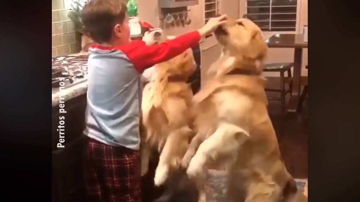 Encarga a su hijo cuidar de los perros y se encuentra una escena adorable          