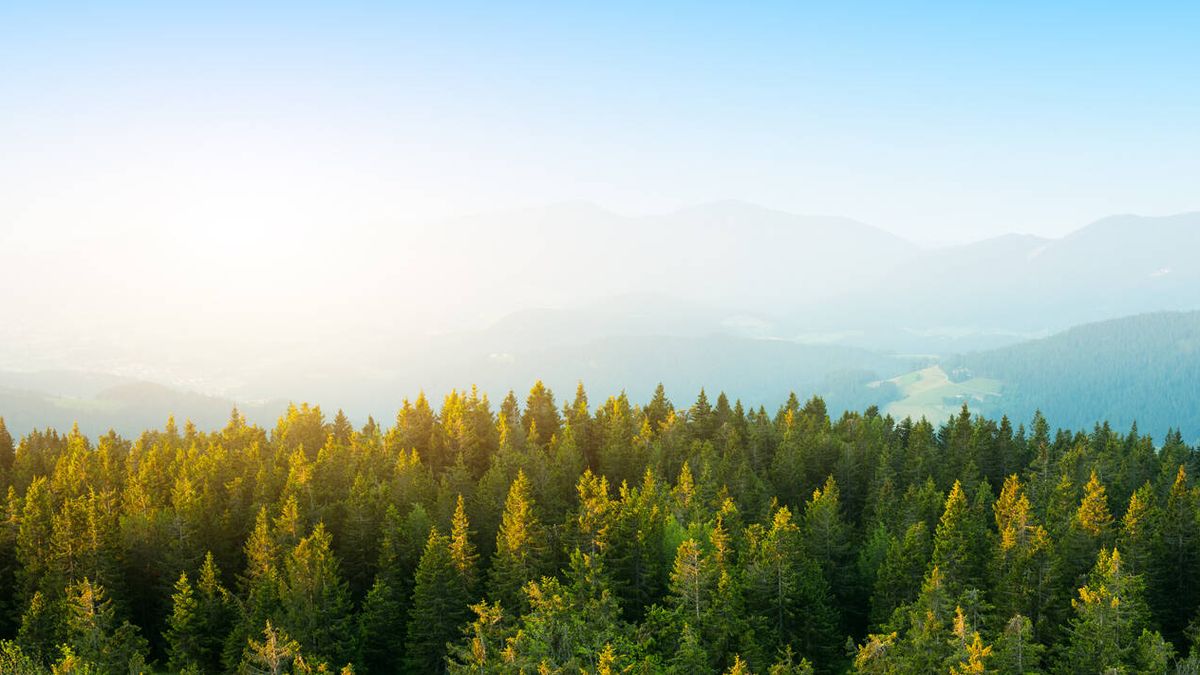 La gestión sostenible de bosques aportó 69.000 millones de euros a la economía