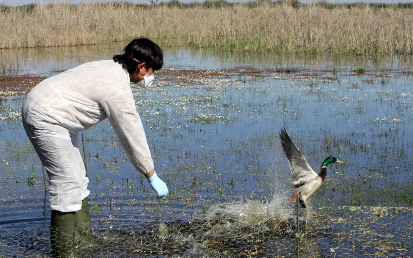 Una veterinaria libera un pato en el Parque de Doñana. (Reuters)