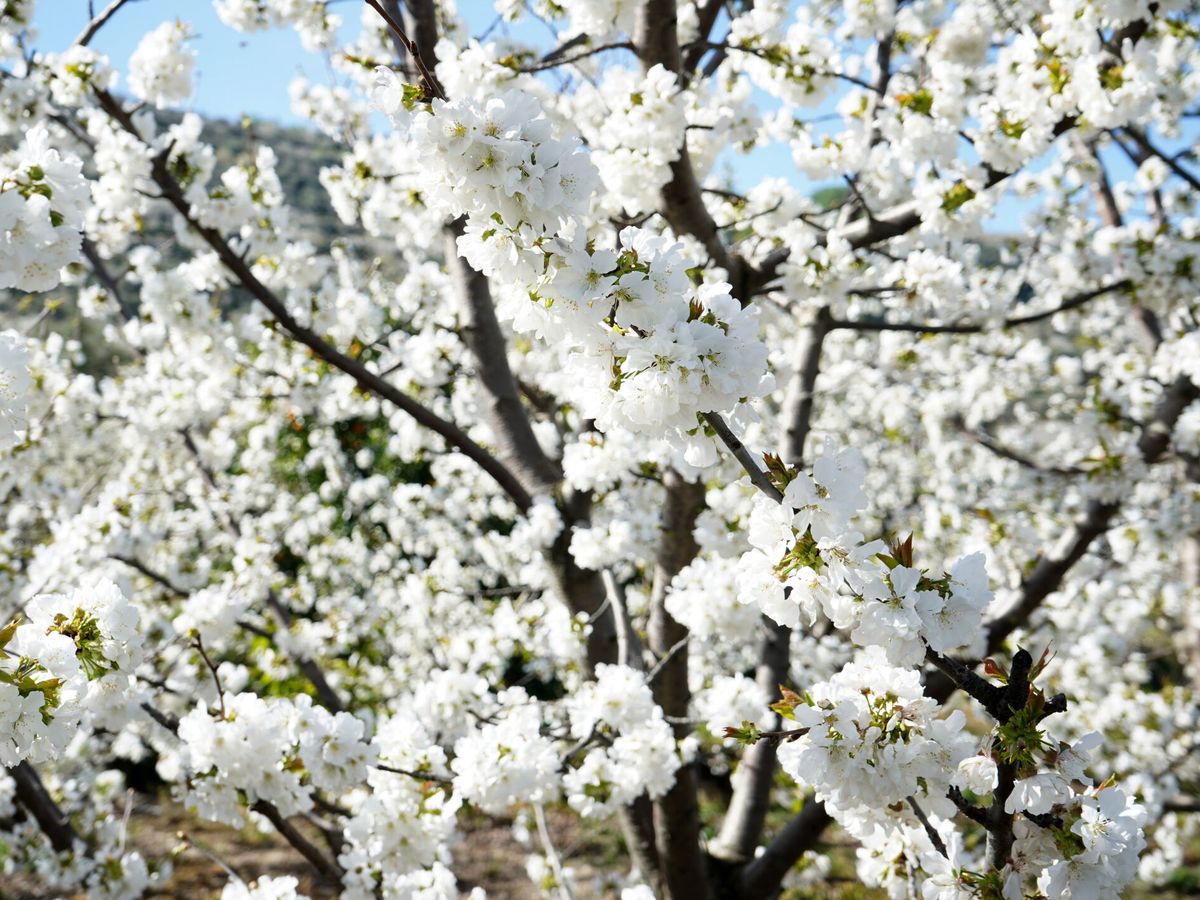 Foto: Grandes extensiones de cerezos floridos en Cáceres. (EFE/EDUARDO PALOMO)