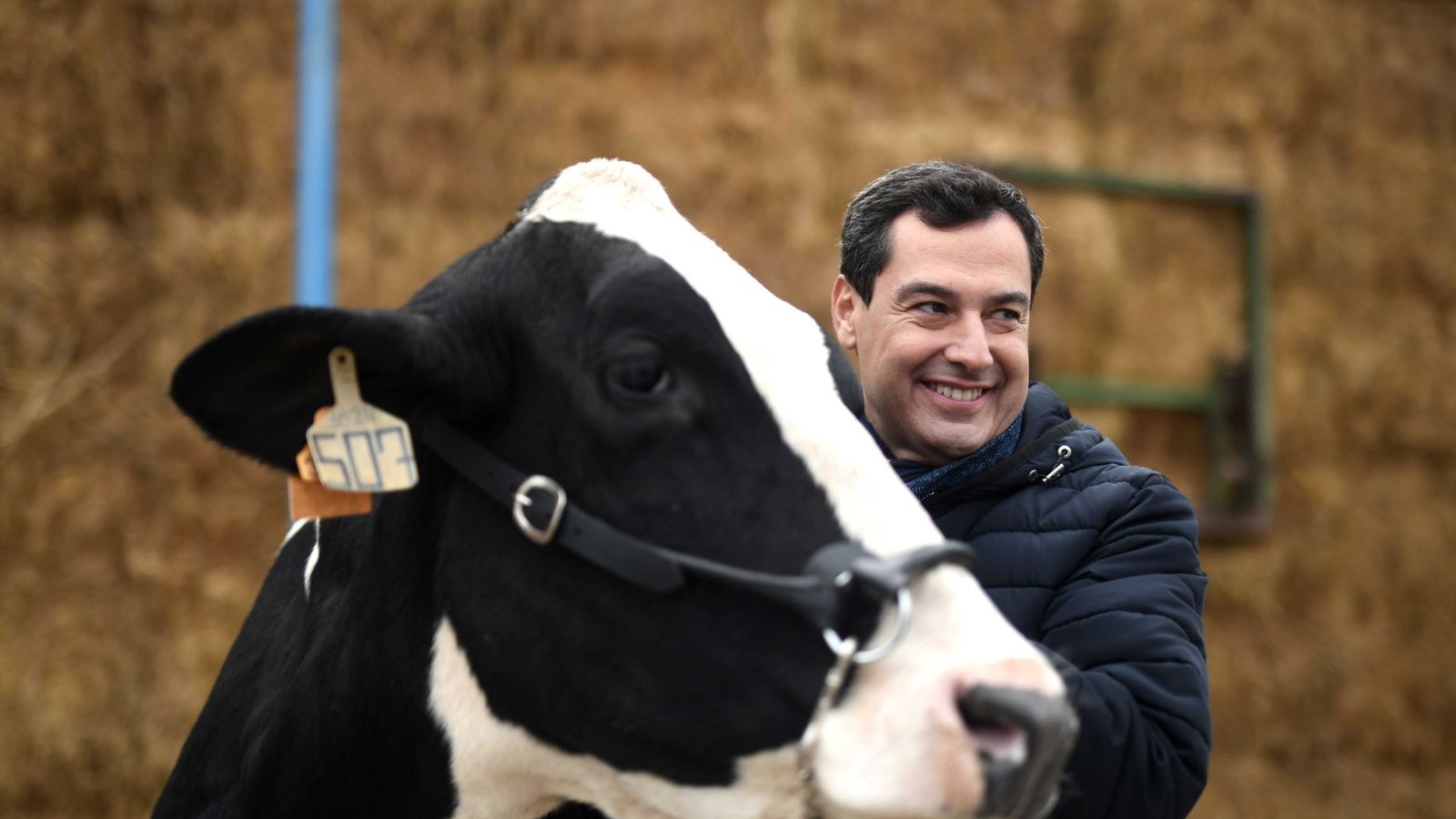 Foto: El candidato del PP a la presidencia de la Junta de Andalucía, Juanma Moreno, acaricia una vaca durante la visita a una granja. (EFE)