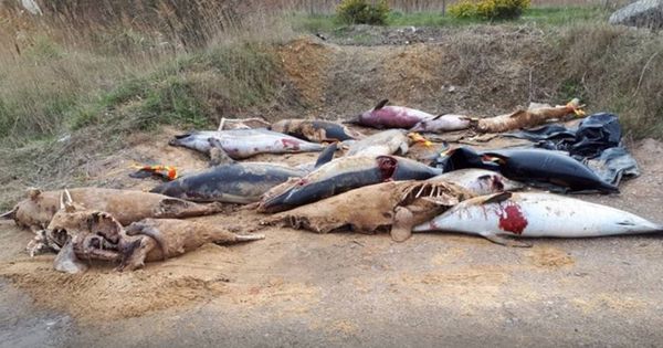 Foto: Los cuerpos mutilados de los últimos delfines encontrados en Francia (Foto: Sea Shepherd France)