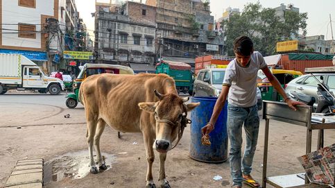 Cuatro animales callejeros para explicar los retos de India antes de convertirse en la 'nueva' China