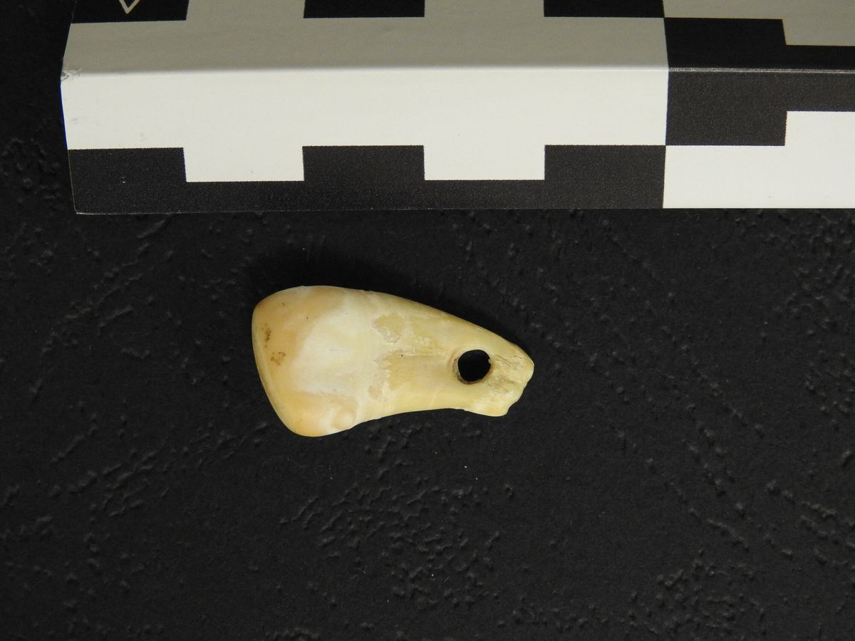 Foto: El diente del colgante recuperado en la Cueva Denisova. (Reuters/Max Planck Institute for Evolutionary Anthropology) 