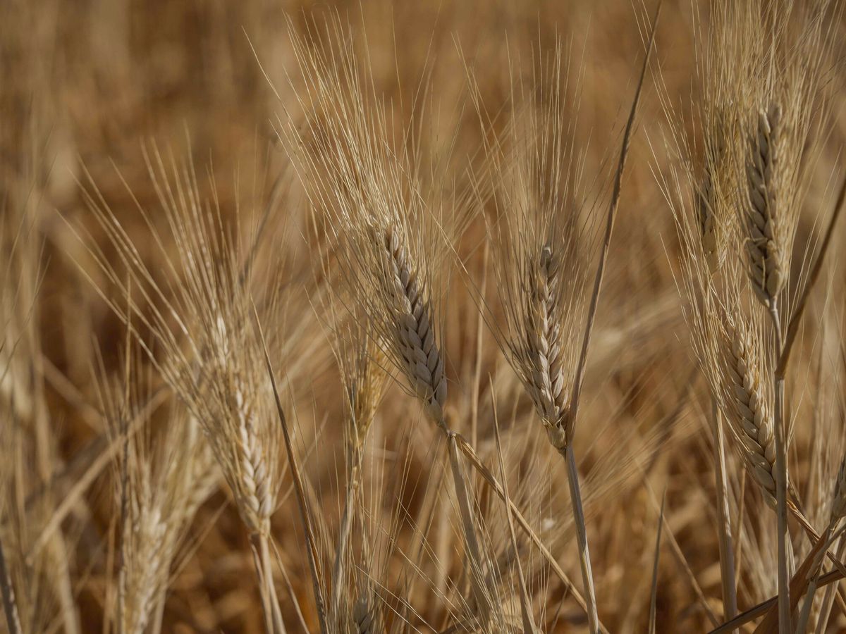 Foto: Espigas de trigo en la campiña cordobesa . EFE Rafa Alcaide